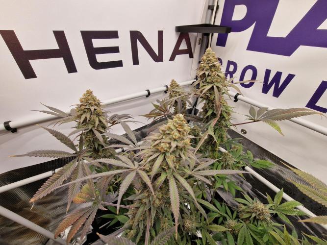 Cherry Poppers. Week 19