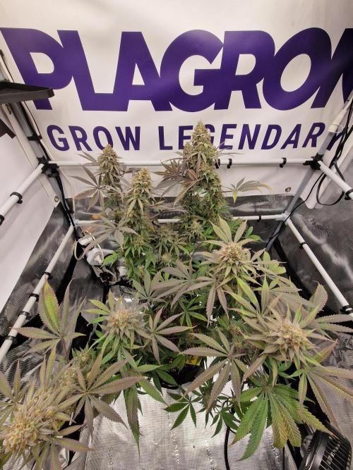 Cherry Poppers. Week 19