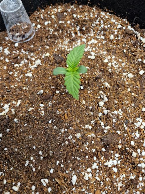 Mendo Frost Auto. Week 1