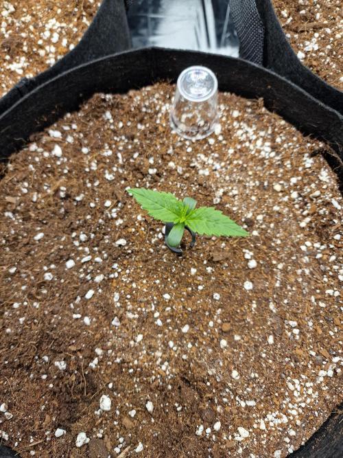 Purple Lemonade RF3. Week 1