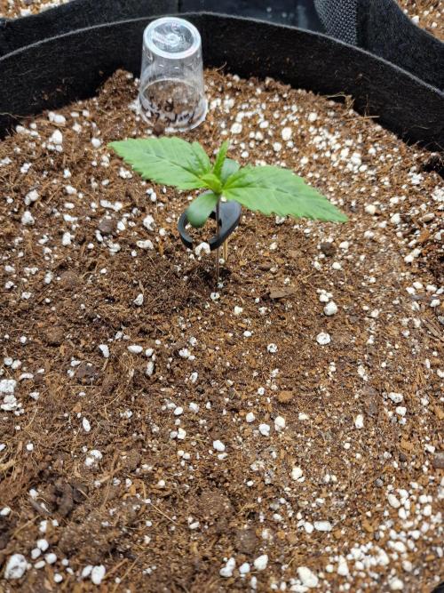 Purple Lemonade RF3. Week 1