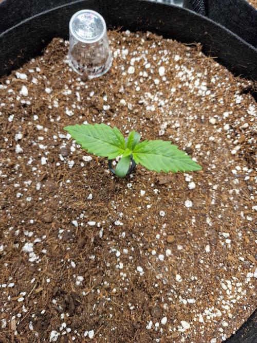 Purple Lemonade RF3. Week 1