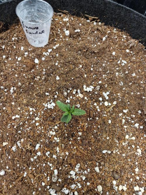 Grow Tent 3x3x6 (90cm x 90cm x 180cm). Week 1