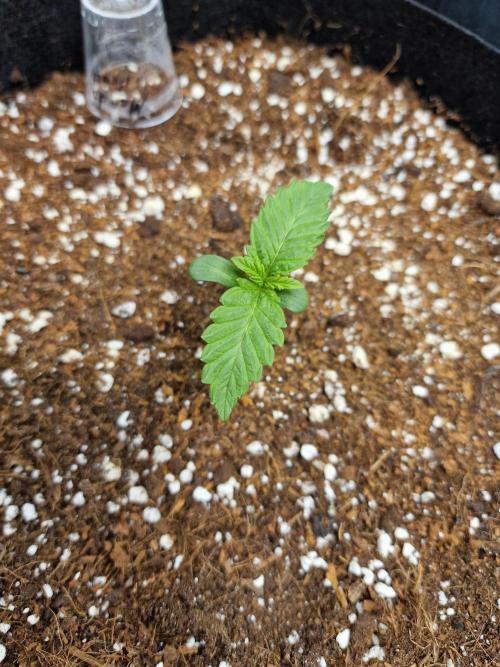 Mendo Frost. Week 1