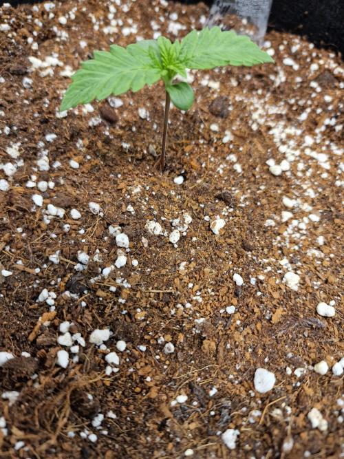 Mendo Frost Auto. Week 1