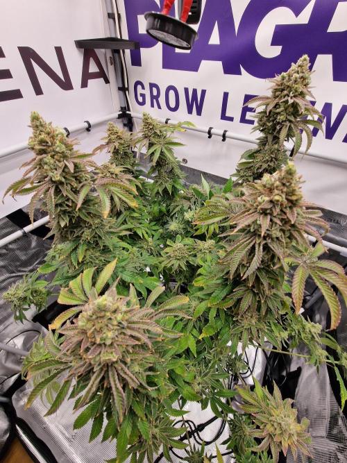 Lemon Orange. Week 19