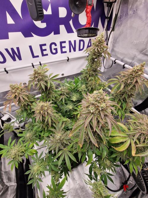 Lemon Orange. Week 19