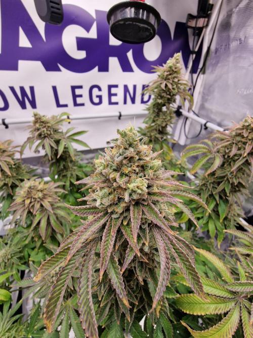 Lemon Orange. Week 19