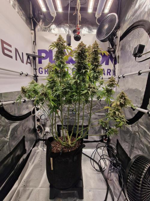 Lemon Orange. Week 19