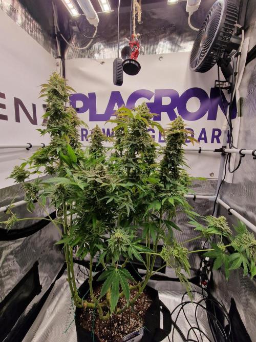 Lemon Orange. Week 19