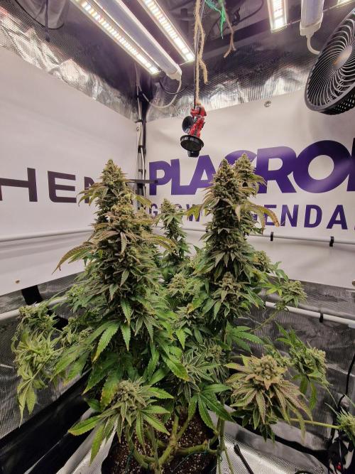 Lemon Orange. Week 19