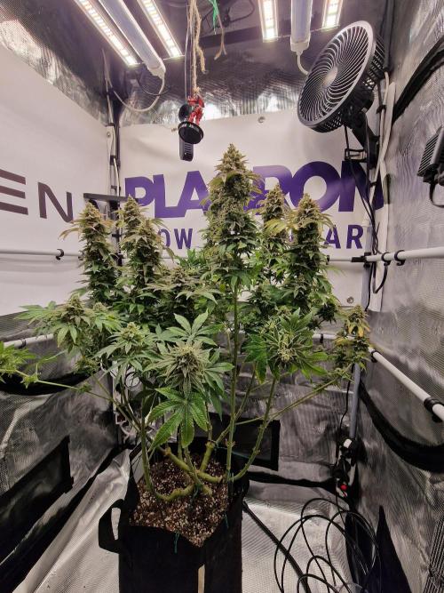 Lemon Orange. Week 19