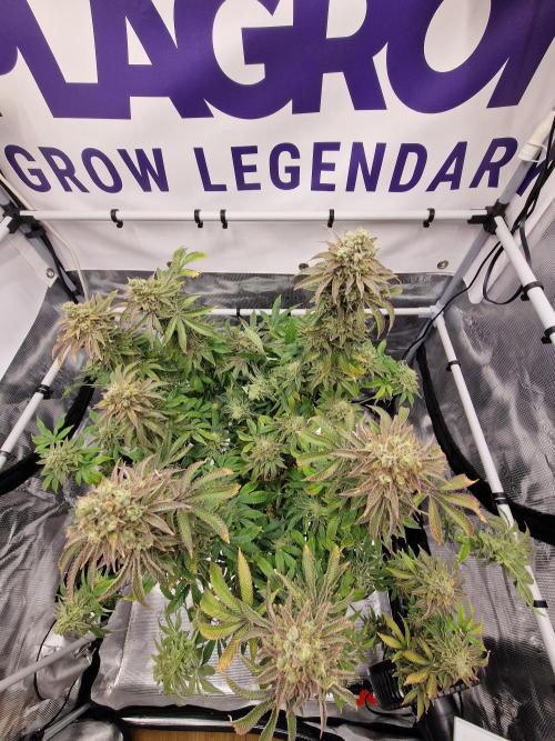 Lemon Orange. Week 19