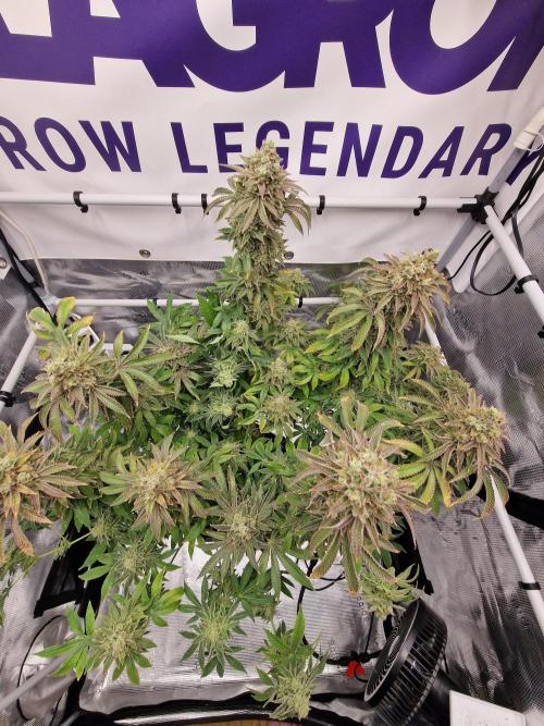 Lemon Orange. Week 19