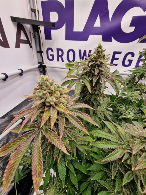 Lemon Orange. Week 19