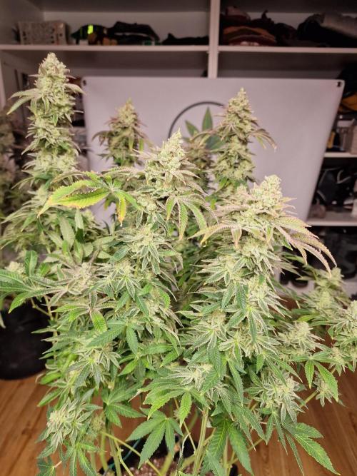 Lemon Orange. Week 19