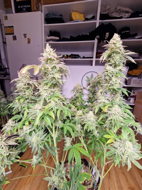 Lemon Orange. Week 19