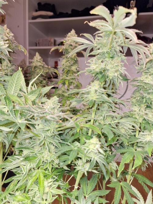 Lemon Orange. Week 19