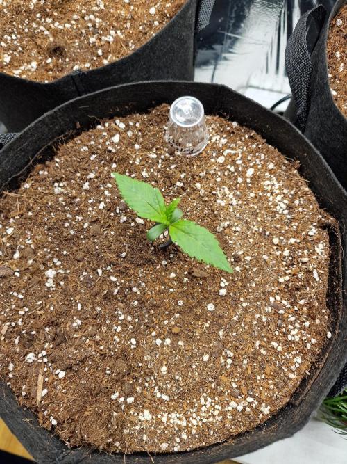 Purple Lemonade RF3. Week 1