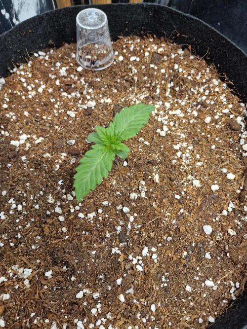Mendo Frost Auto. Week 1
