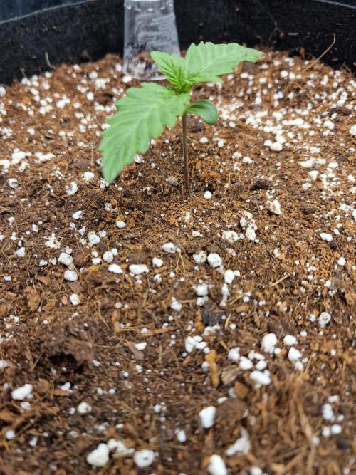Mendo Frost Auto. Week 1