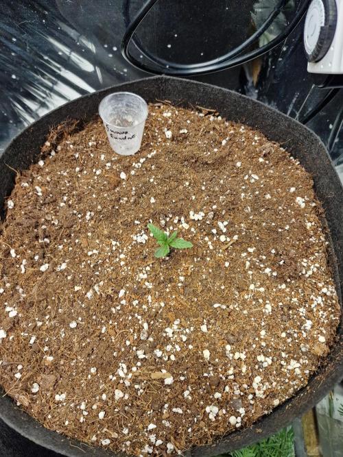 Grow Tent 3x3x6 (90cm x 90cm x 180cm). Week 1