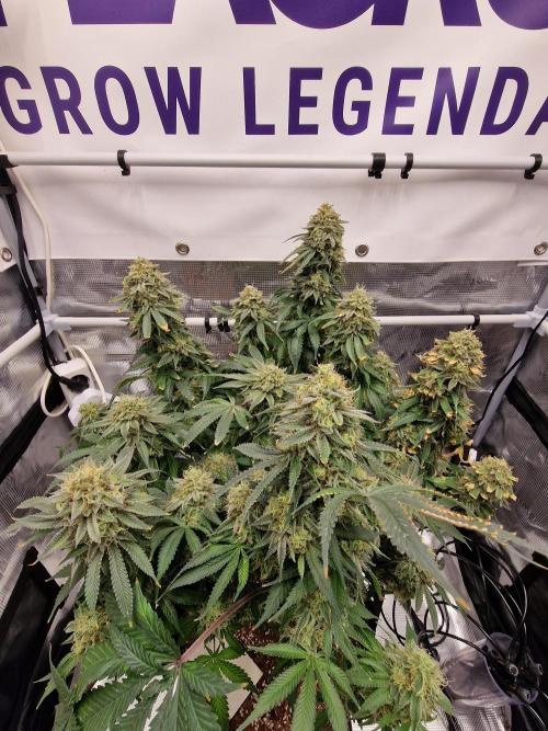 Super Boof. Week 19
