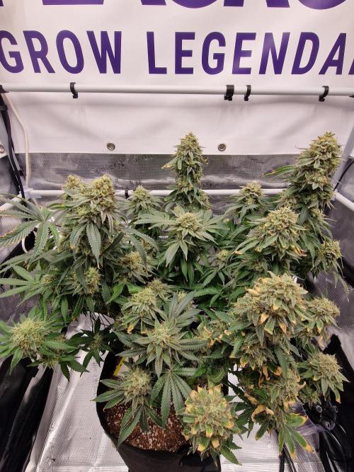 Super Boof. Week 19