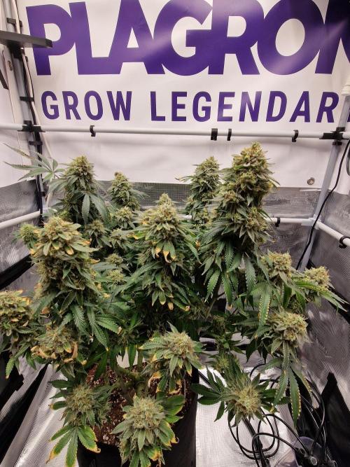 Super Boof. Week 19