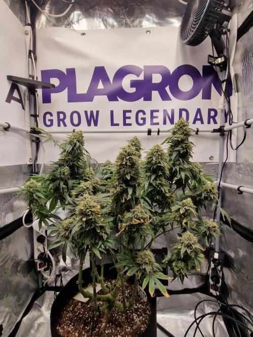 Super Boof. Week 19
