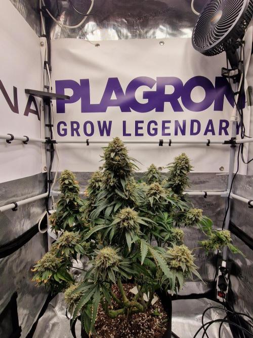 Super Boof. Week 19