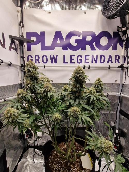 Super Boof. Week 19