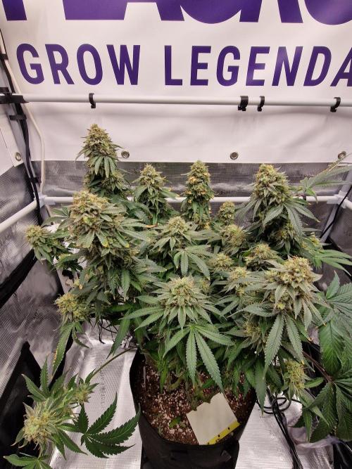 Super Boof. Week 19