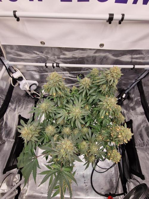 Super Boof. Week 19