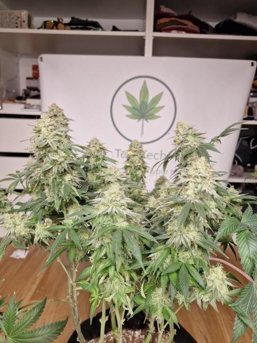 Super Boof. Week 19