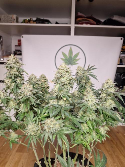 Super Boof. Week 19