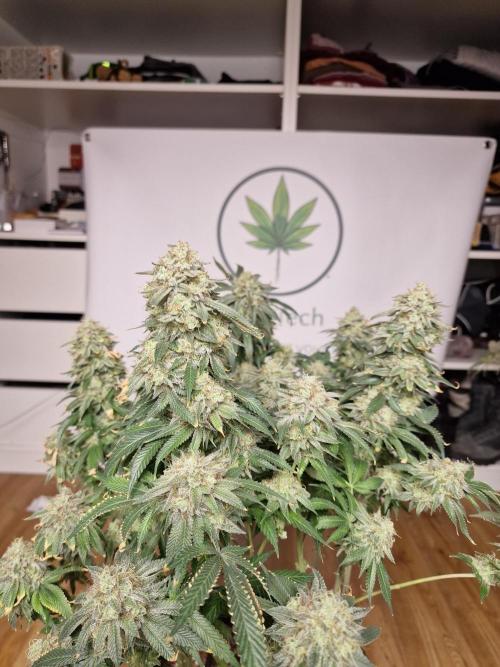 Super Boof. Week 19