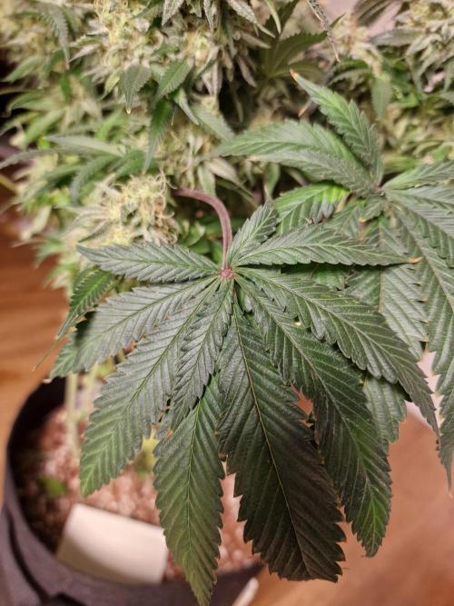 Super Boof. Week 19