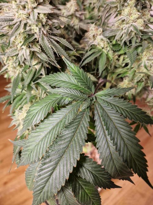 Super Boof. Week 19