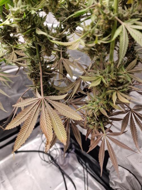 Cherry Poppers. Week 19