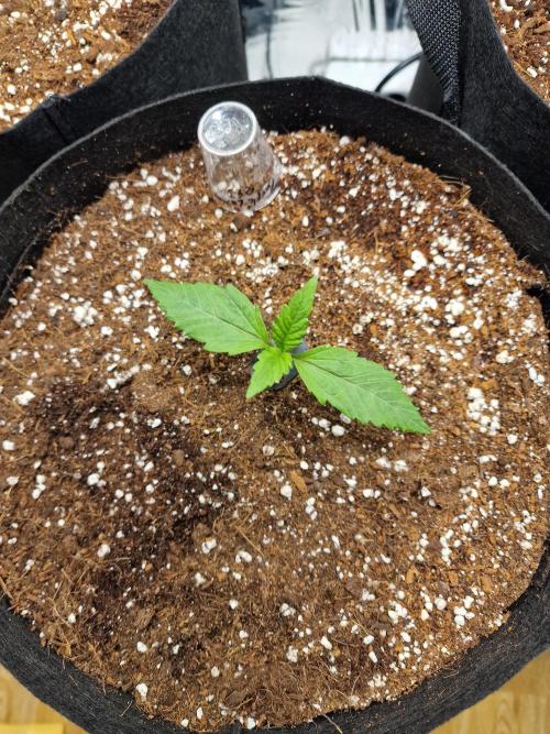 Purple Lemonade Auto RF3. Week 2