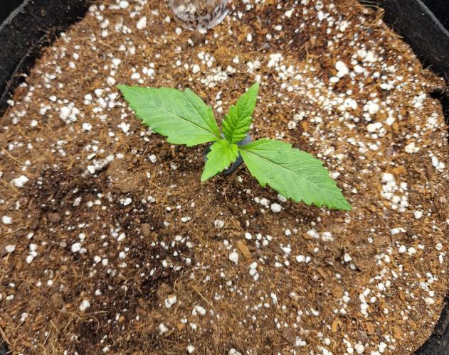 Purple Lemonade RF3. Week 2