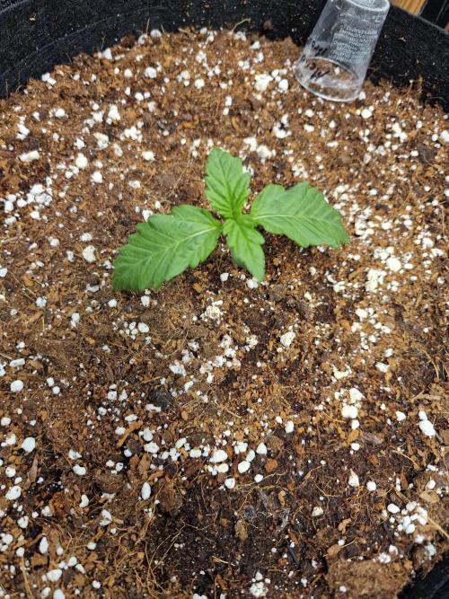 Mendo Frost. Week 2