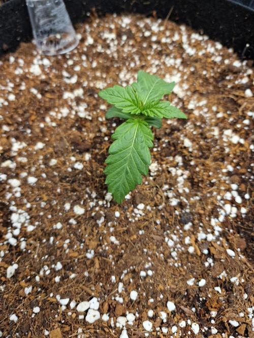 Mendo Frost Auto. Week 2