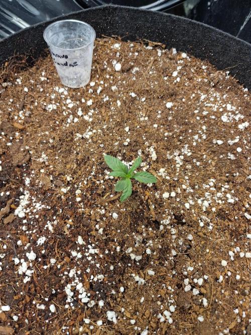 Grow Tent 3x3x6 (90cm x 90cm x 180cm). Week 2