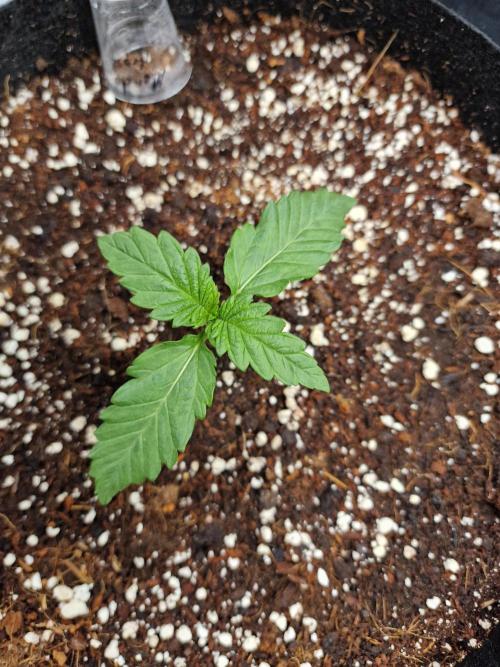 Mendo Frost Auto. Week 2