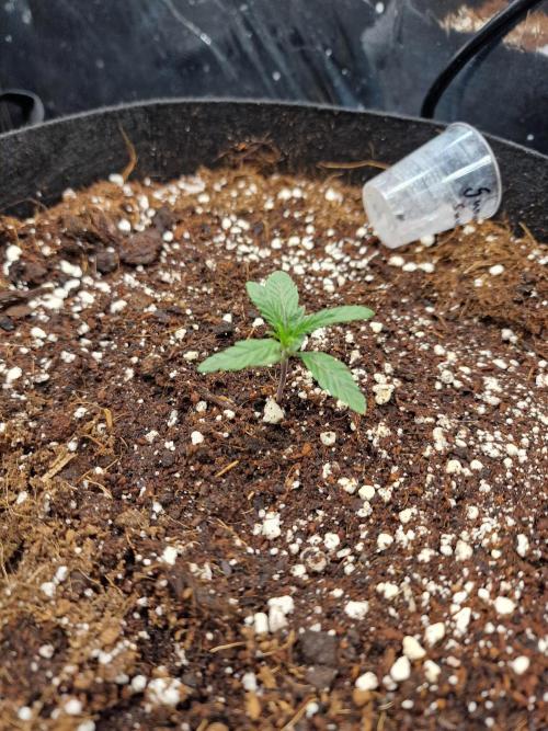 Grow Tent 3x3x6 (90cm x 90cm x 180cm). Week 2