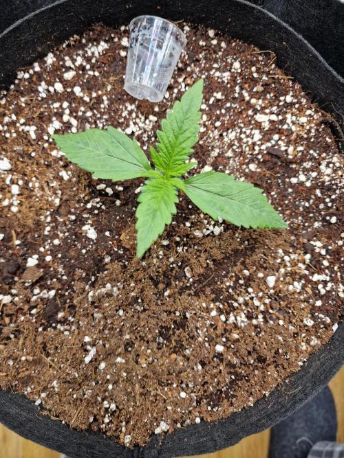 Purple Lemonade RF3. Week 2
