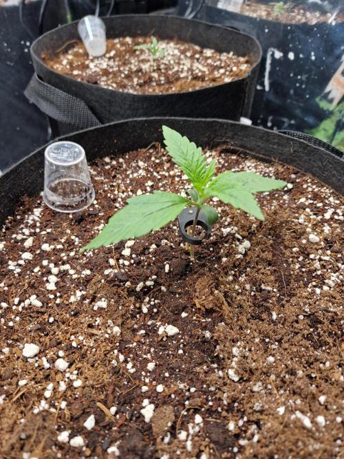 Purple Lemonade RF3. Week 2