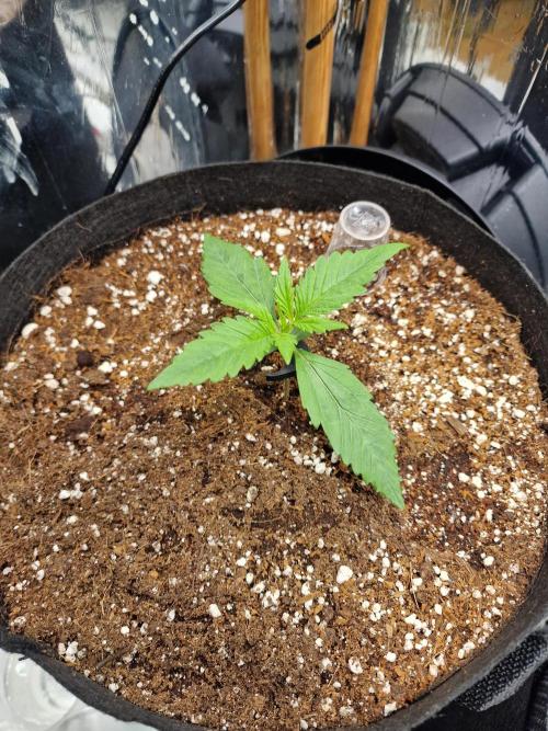Purple Lemonade RF3. Week 2